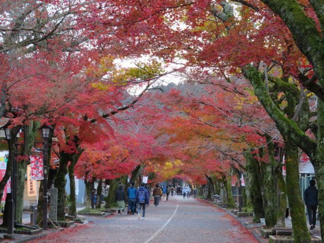 紅葉狩り