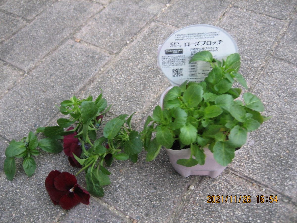 長持ちビオラの挿木と植替え🥗