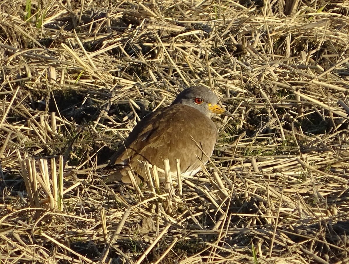 鳥センサー発動