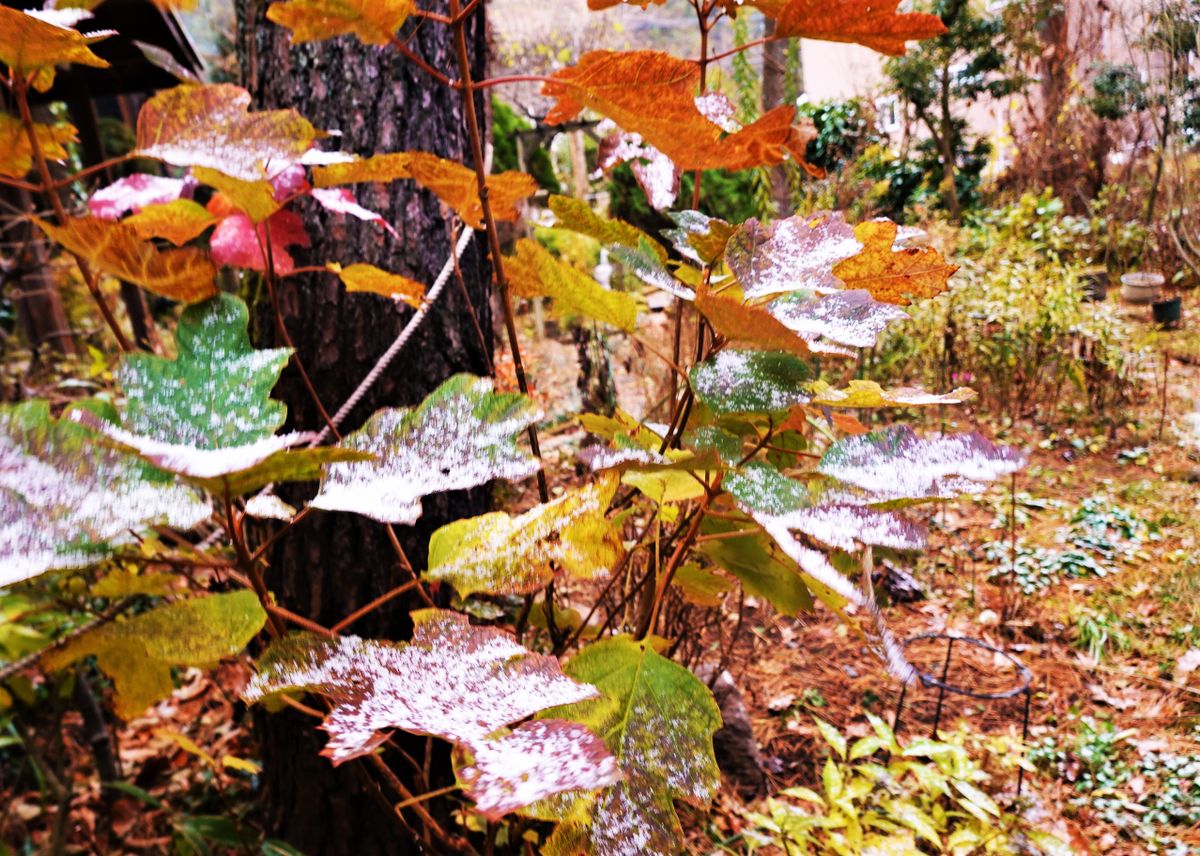 ゴグレイ　カシワバアジサイの紅葉