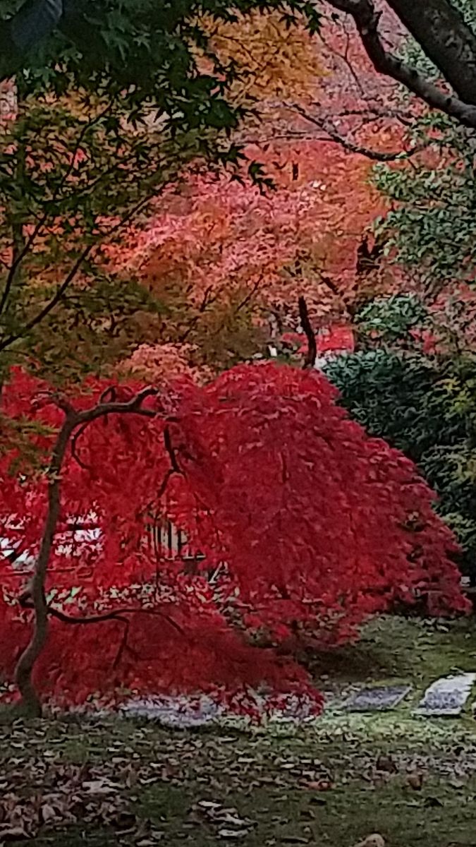 紅葉狩り