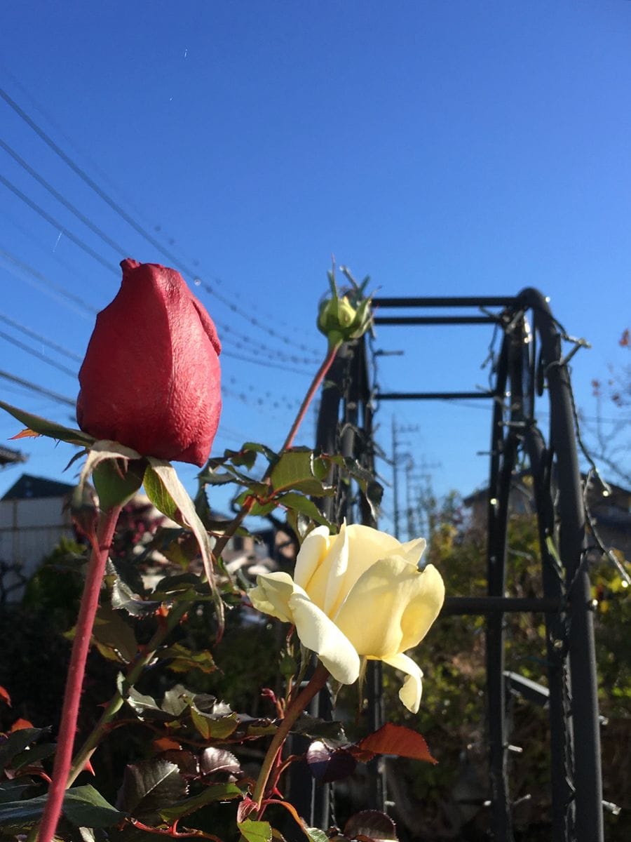 🌹大輪のバラ