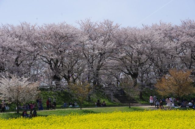 埼玉・お花見①