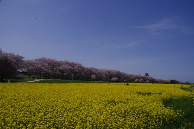 埼玉・お花見①