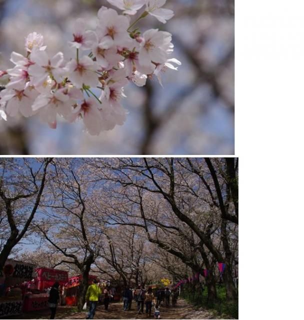 埼玉・お花見①