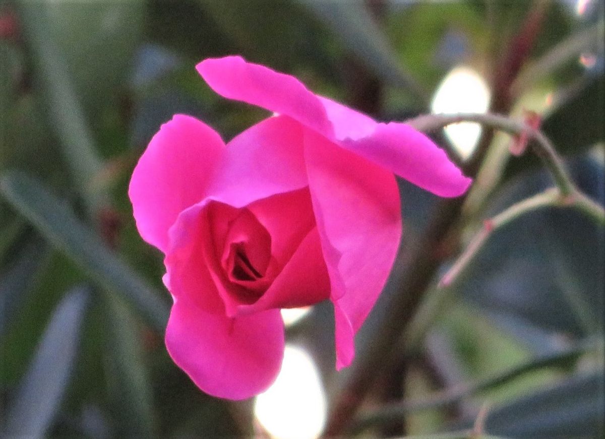 １２月で花開く３つの姿