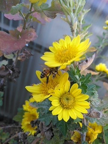 黄色いお花～🎵