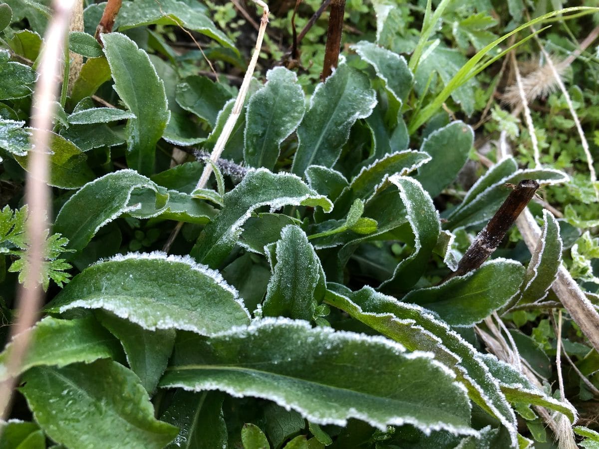 雑草がキラキラ