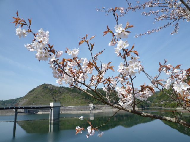 散りゆく桜