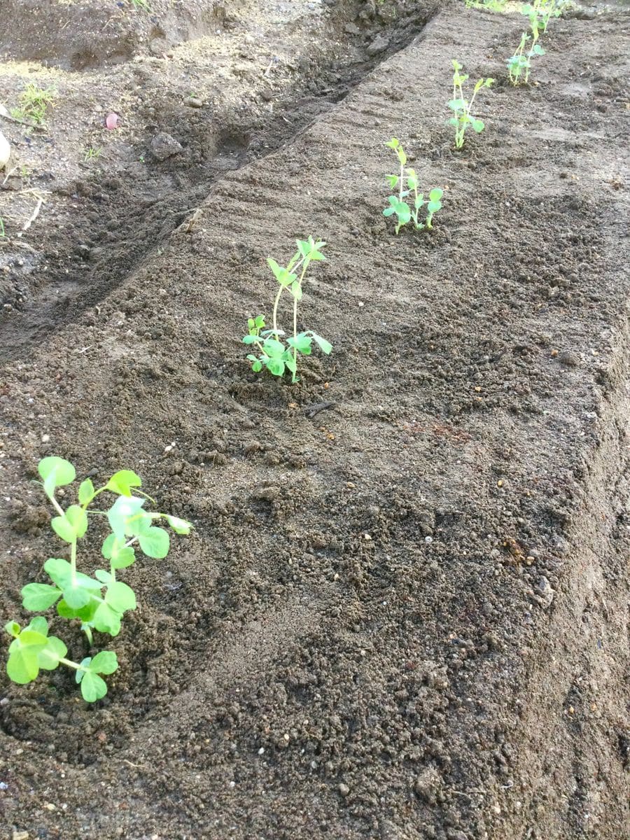 えんどう豆を植えました