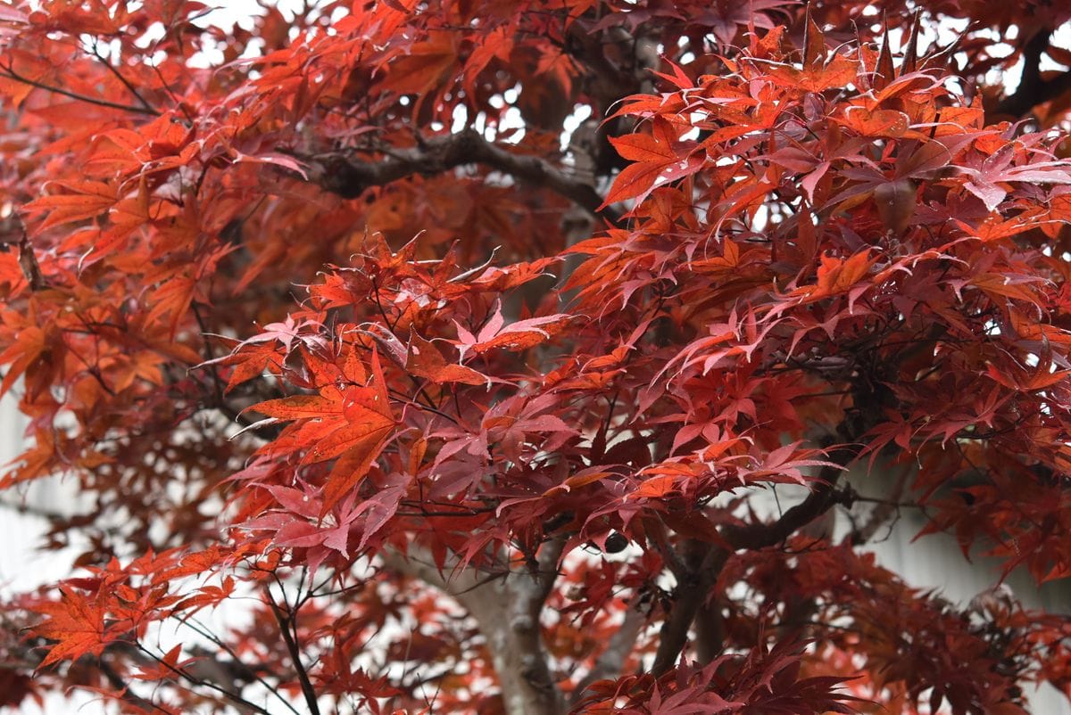 紅葉が奇麗でした。