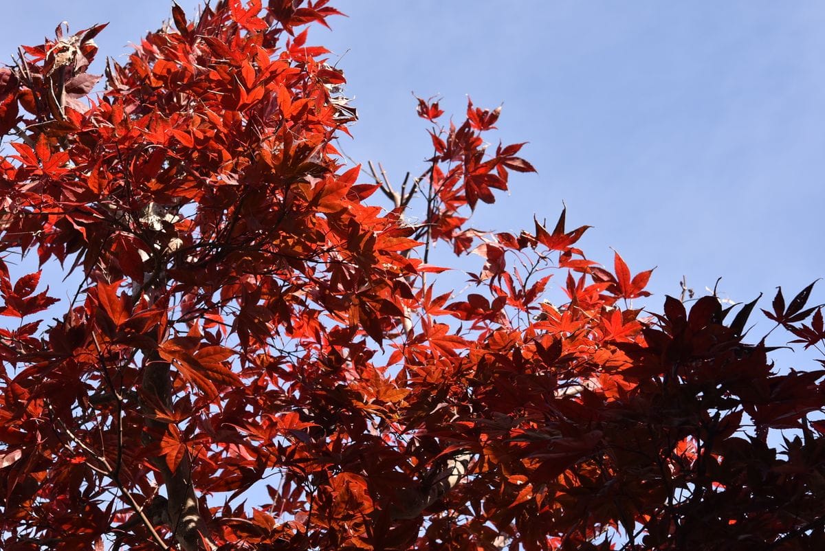 紅葉が奇麗でした。