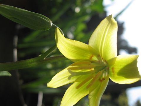 黄花かたくり開花！