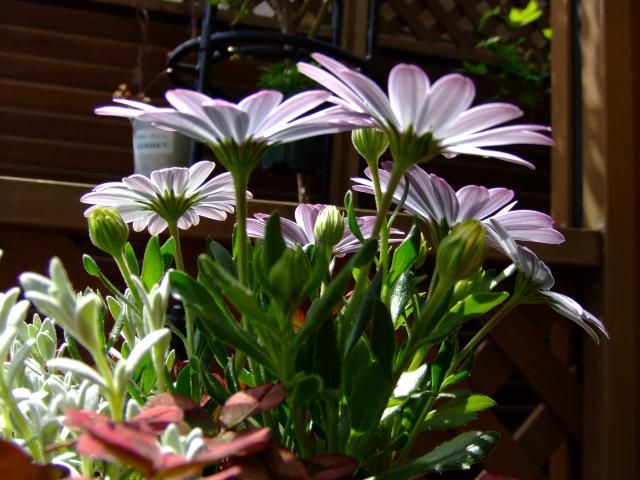 オステオの寄せ植え・ムスカリ