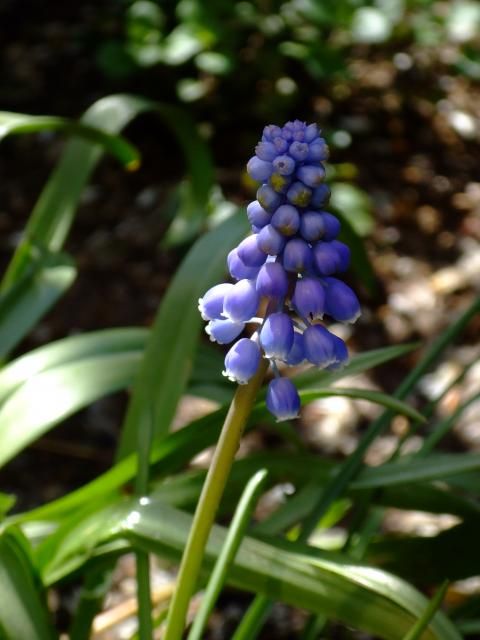 オステオの寄せ植え・ムスカリ