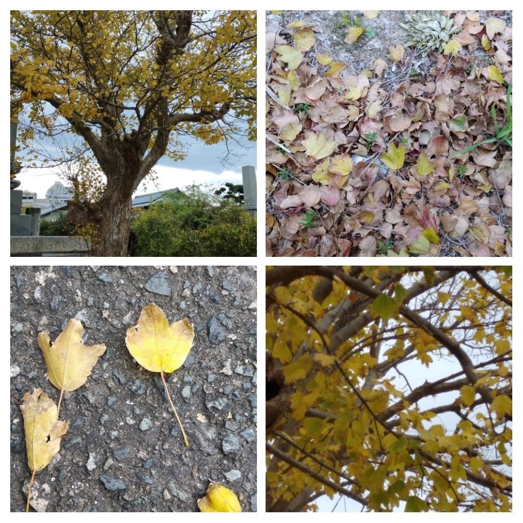 散歩道で見かけた木、出先で見かけた花！