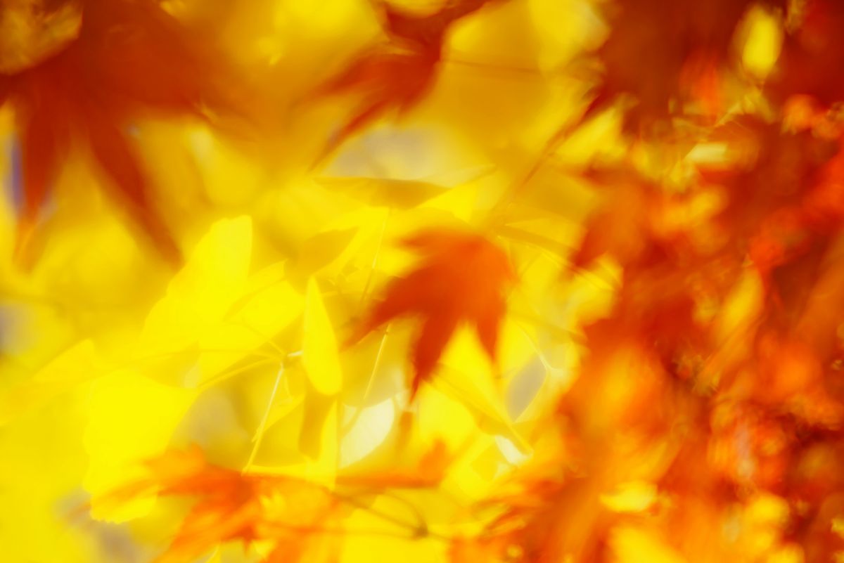 日曜日に撮影した紅写真