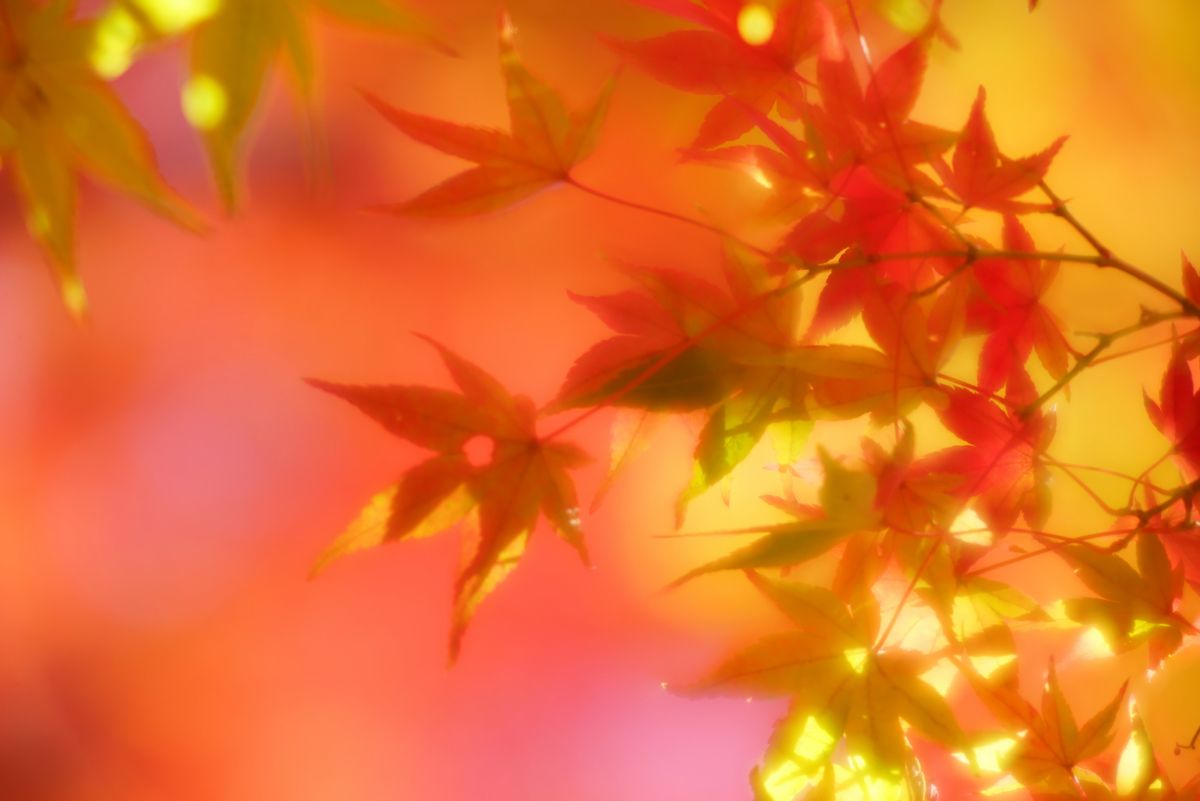 日曜日に撮影した紅写真