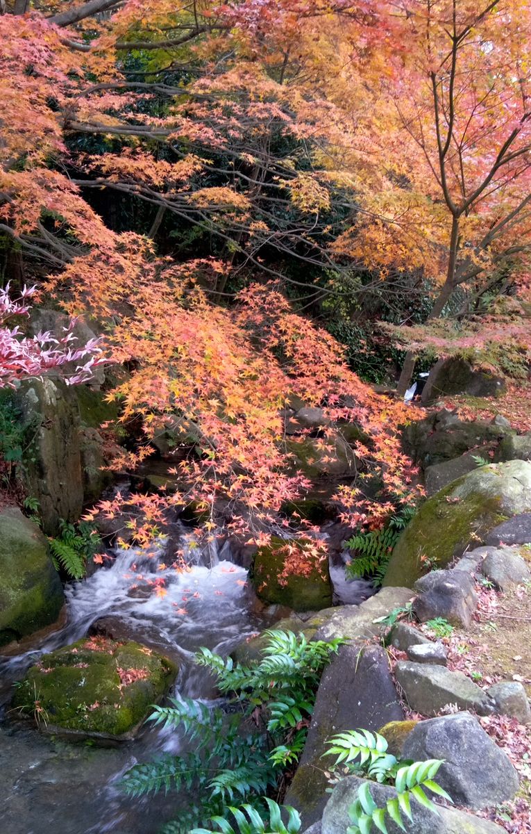 もみじは、水辺が良く似合う🍁🍂💧(2)