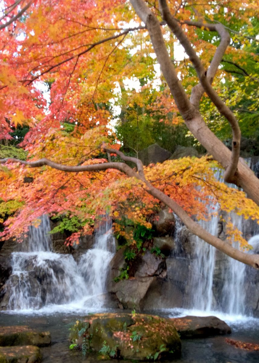 もみじは、水辺が良く似合う🍁🍂💧(2)