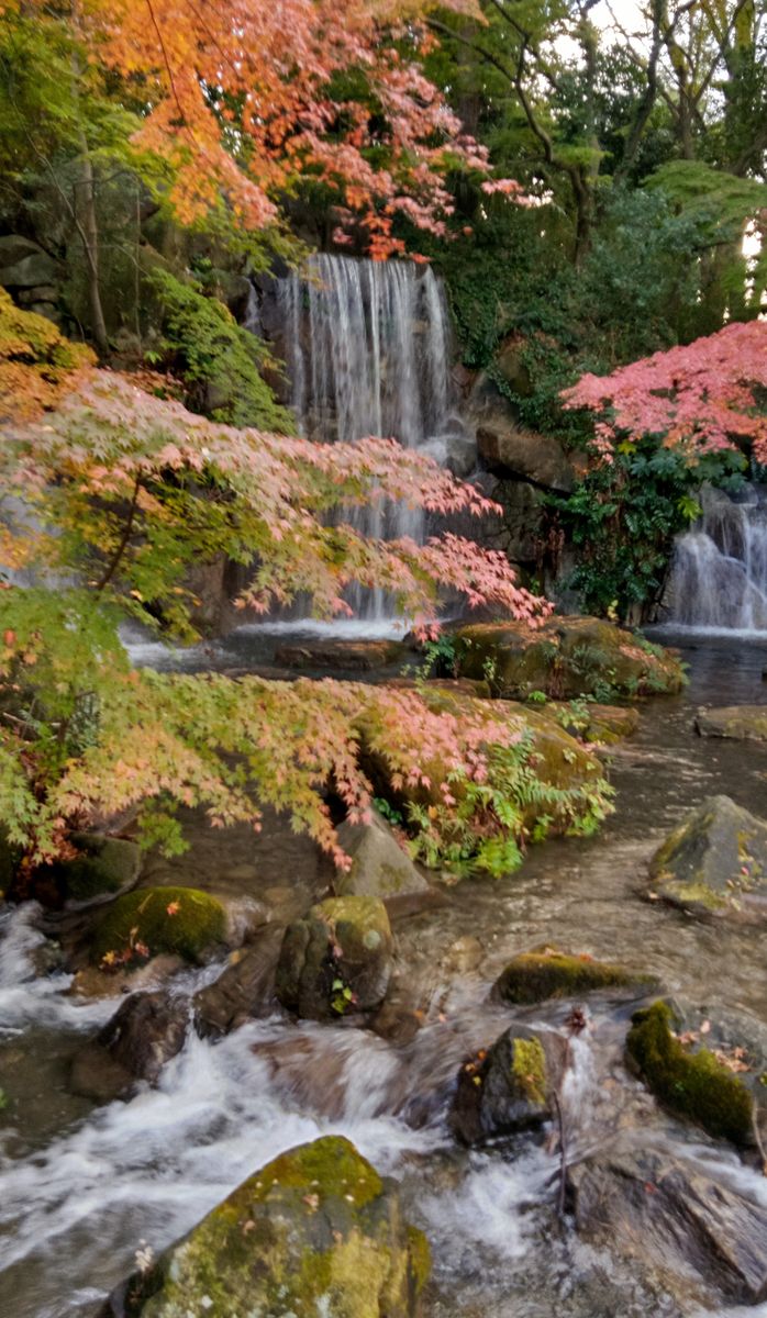 もみじは、水辺が良く似合う🍁🍂💧(2)