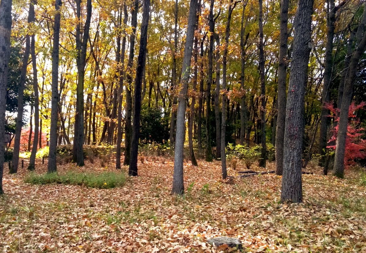 秋色に染まった自然林🍁🍂