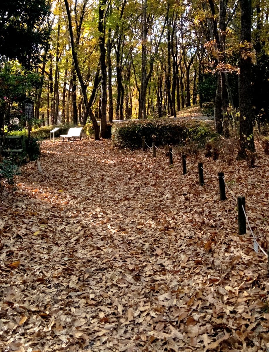 秋色に染まった自然林🍁🍂