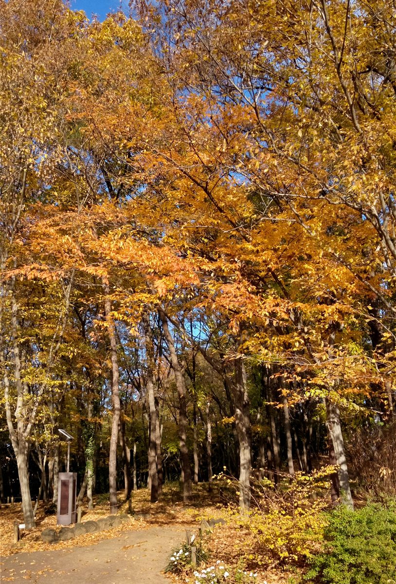 秋色に染まった自然林🍁🍂