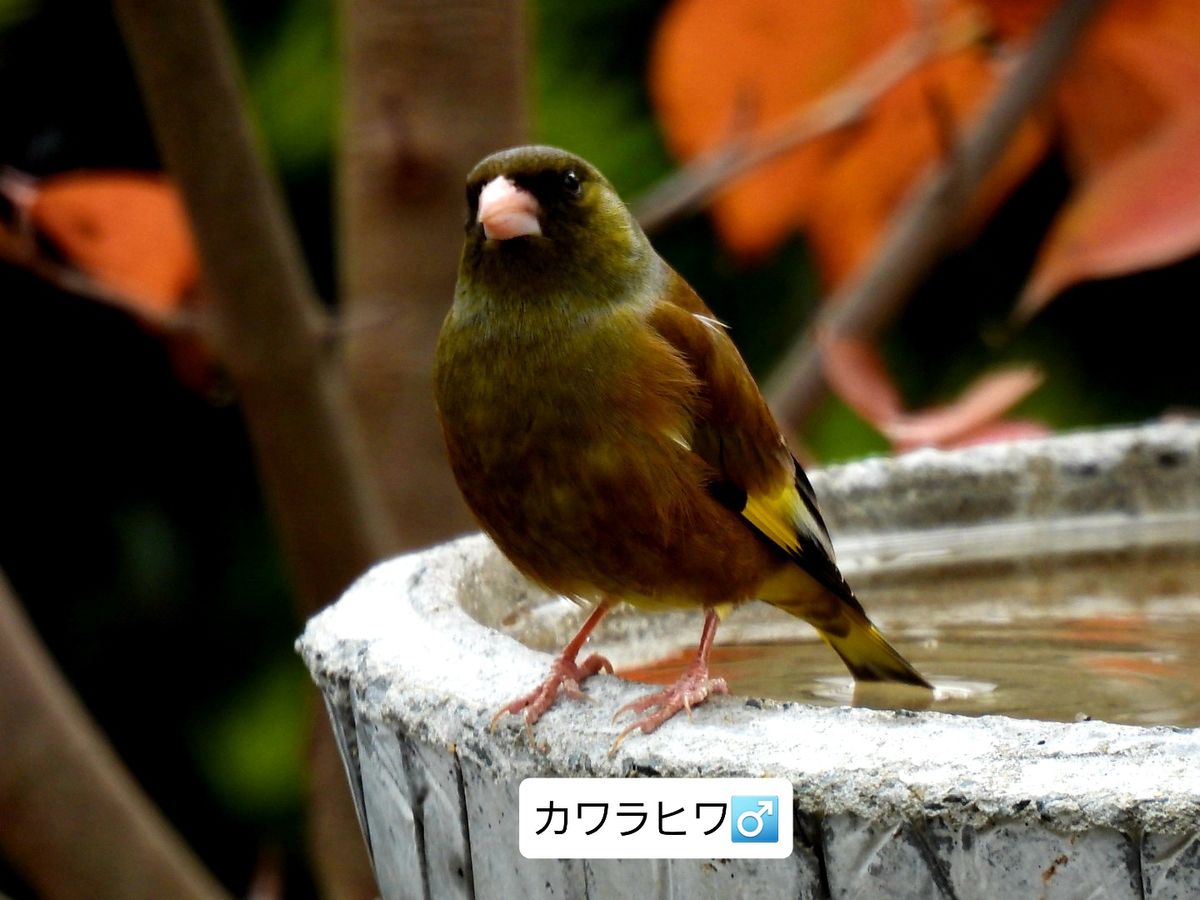 今年初めてのお客様。