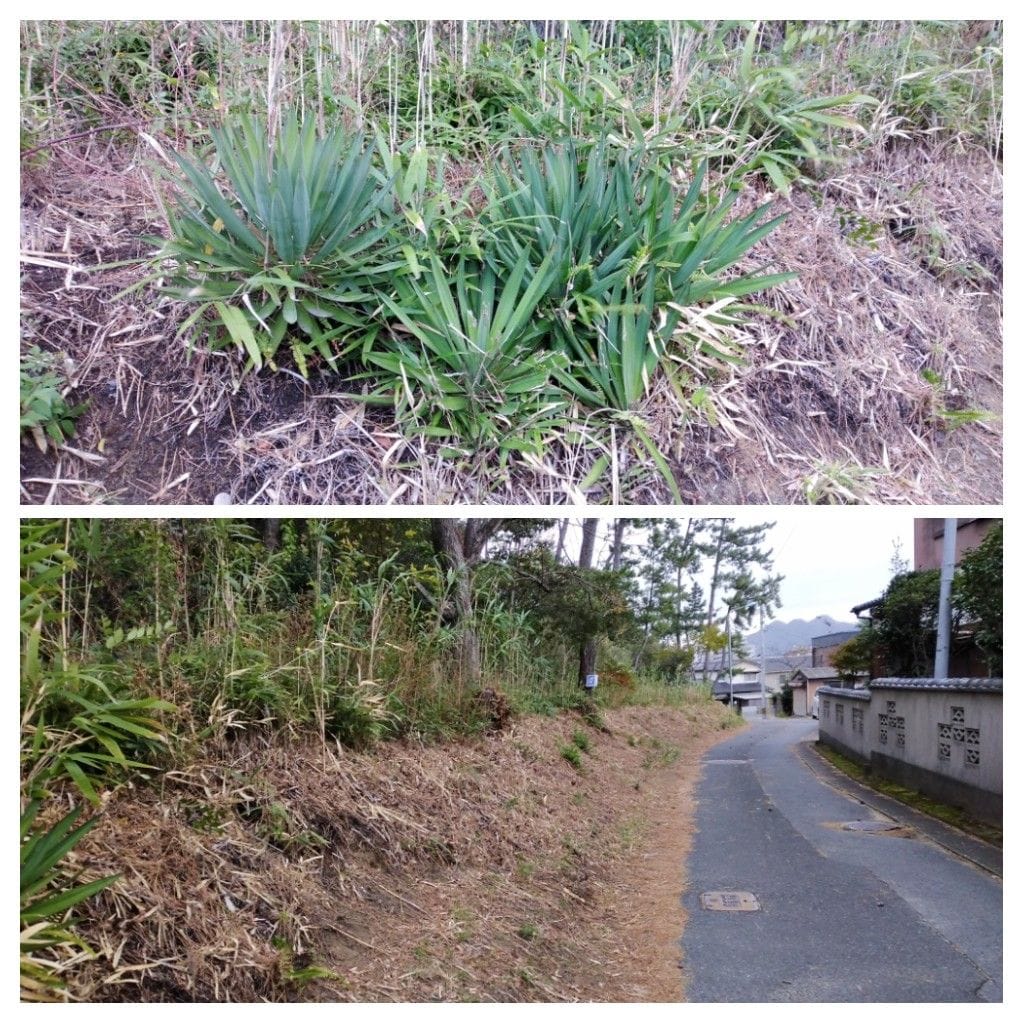 散歩道で見かけた木！