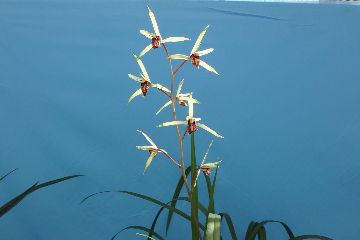 ボツ救済日記・広島市植物公園お花見日記２０（寒蘭展）