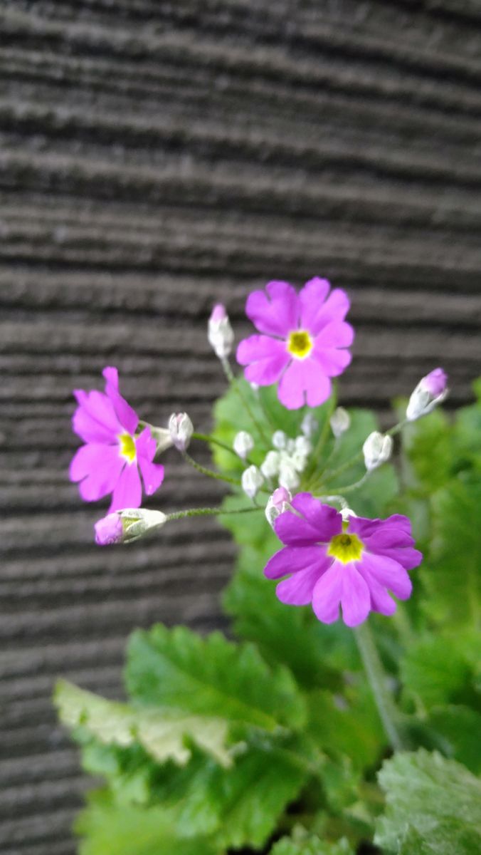 開花しました✨