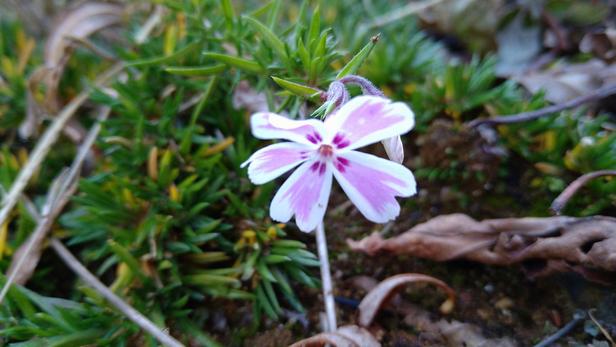 開花しました✨