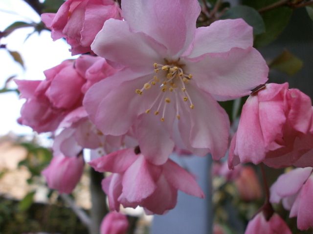 花海棠が咲いてきました。