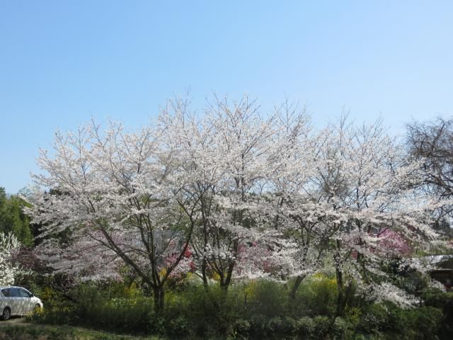 ４月５日、自慢の花畑の桜は満開です。