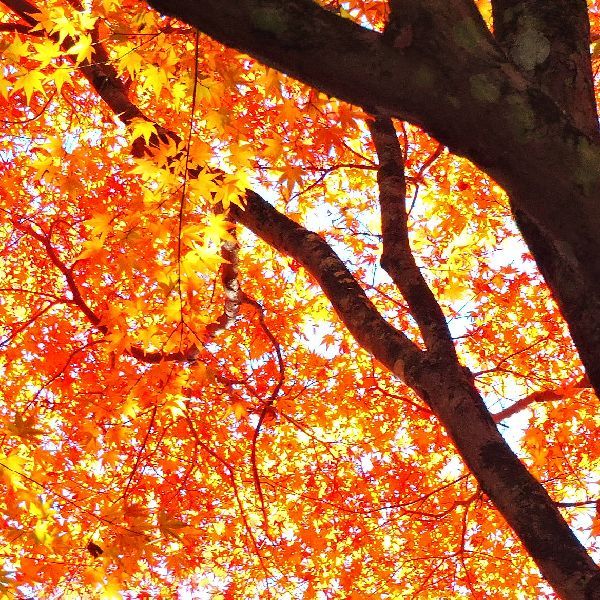 紅葉狩り～油山寺