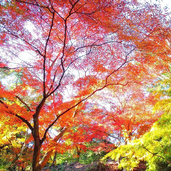 紅葉狩り～油山寺　②