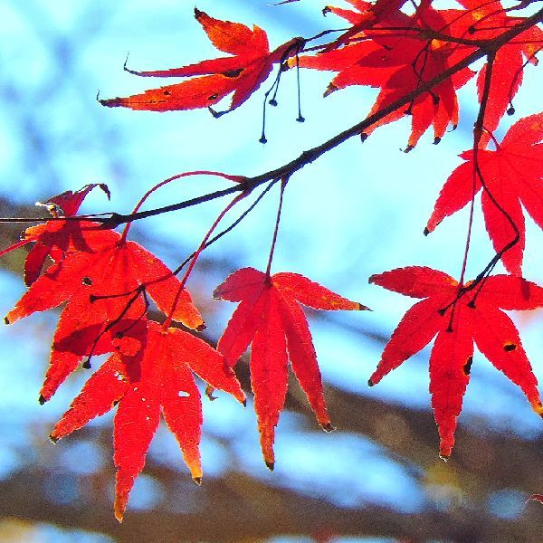 紅葉狩り～油山寺　②