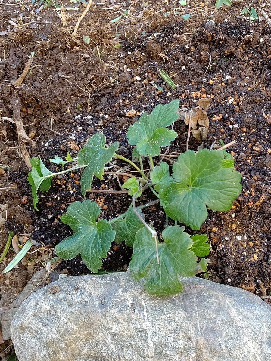 昨日実家の庭に植えてきました