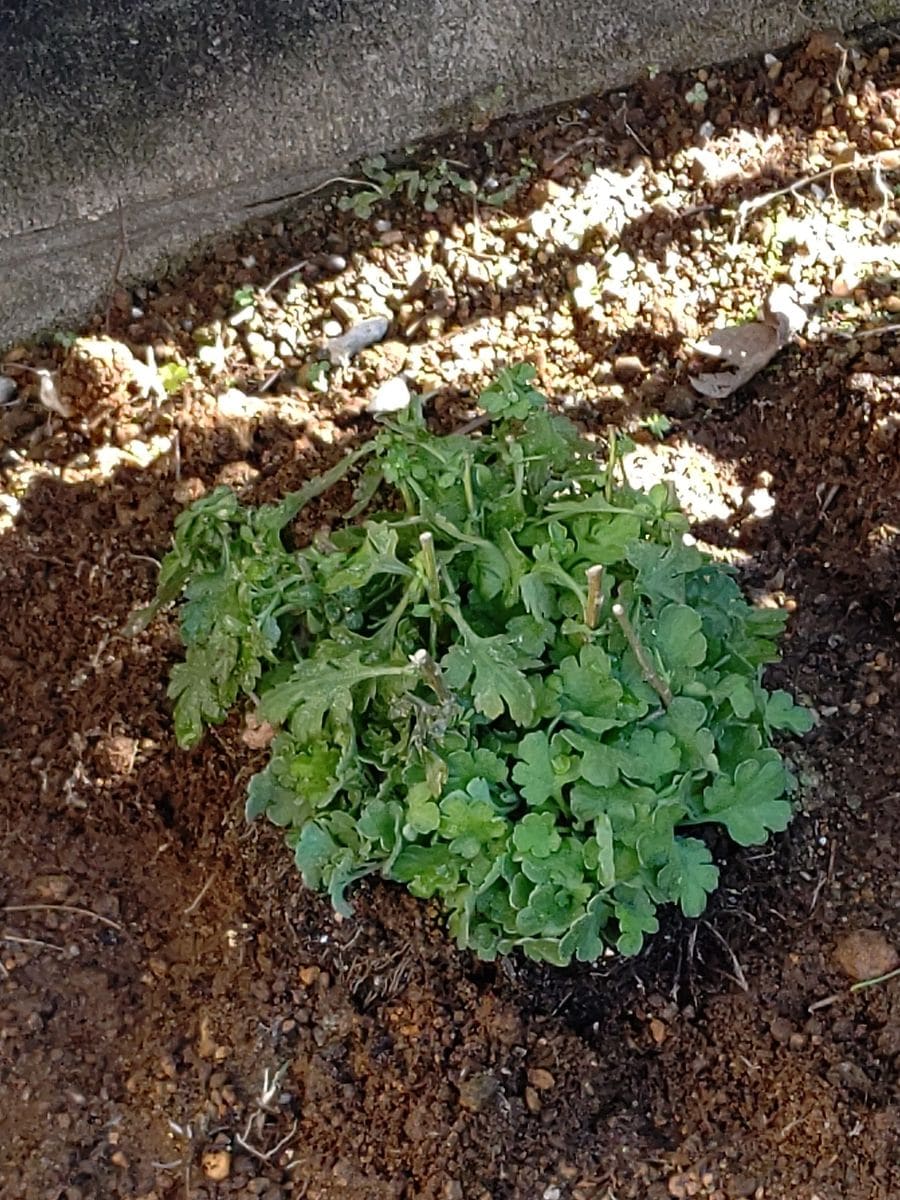 昨日実家の庭に植えてきました