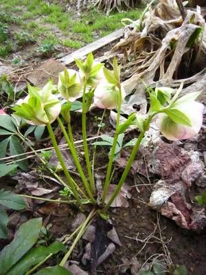 地植えのクリローさん♪ピコも満開＾＾