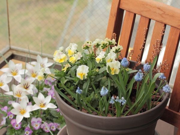 寄せ植えたちに春が来た！第３弾