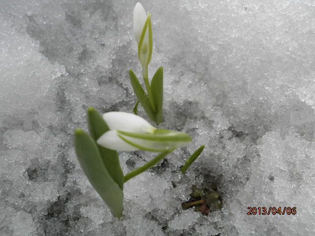 雪の中から雪が・・・