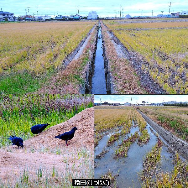 田園風景～初冬。ウォーキングMS⑨299日目(3219日目)