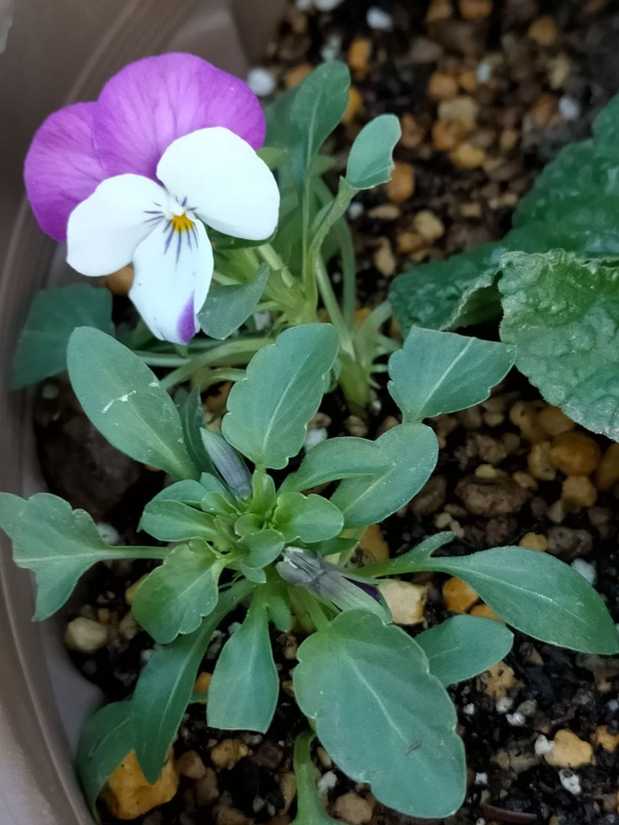 挿し芽のビオラは花咲けど……