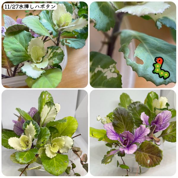 2021.12.05_ハボタン🌿、ミルフル🌼