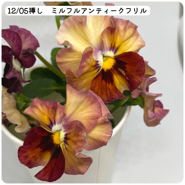 2021.12.05_ハボタン🌿、ミルフル🌼