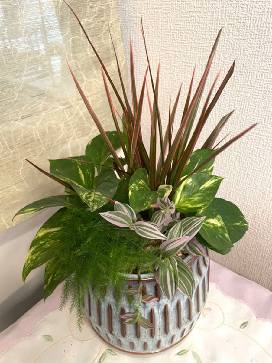 観葉植物の寄せ植え