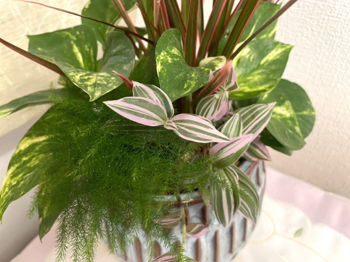 観葉植物の寄せ植え