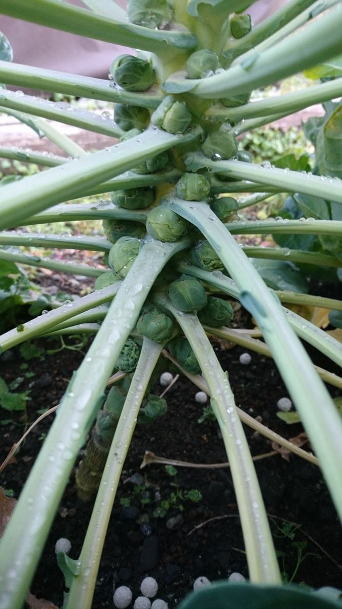 絹さや、芽キャベツ、赤飯